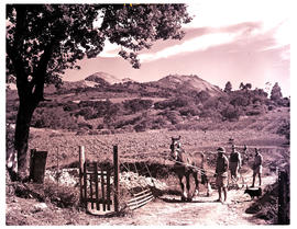Paarl district, 1952. Ploughing by horse in vineyards.