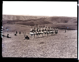 Transkei, 1932. Line of Abakweta dancers.