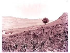 "Hermanus district, 1963. Fynbos."