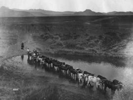 Drakensberg. Ox wagon with 16 oxen crossing a drift near Mont-Aux-Sources.
