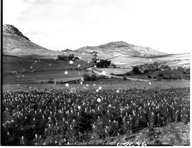 Caledon district, 1954. Farm field in bloom.