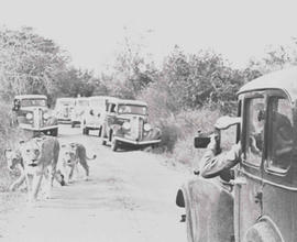 Kruger National Park, 1938. Lions and cubs.