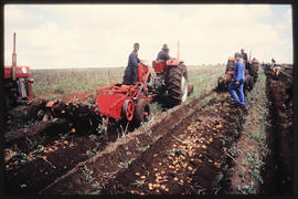 Middelburg Transvaal, April 1978. Harvesting potatoes. [Jan Hoek]