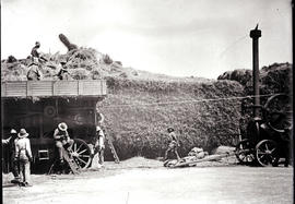 Cape Town district. Threshing with stationary steam engine, huge pile of hay, large number of bag...