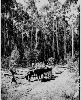 Barberton district, 1954. Hauling logs in Eucalyptus timber plantation.