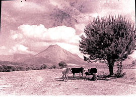 Paarl district, 1943. Cattle in the Groot Drakenstein valley.