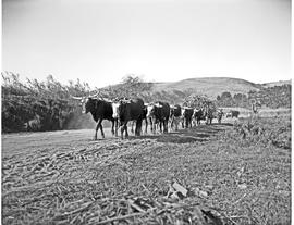 Durban district, 1946. Mount Edgecombe, oxen hauling cane.