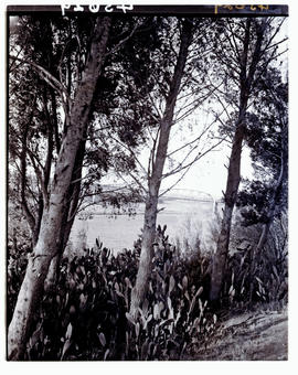 "Aliwal North, 1938. Orange River with General Hertzog bridge in the distance."