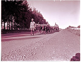 "Knysna district, 1945. Ox wagon."