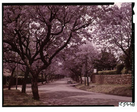 Johannesburg, 1963. Jacaranda trees in Houghton.