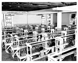 "Paarl, 1956. Interior of grape packing building."