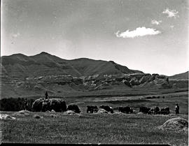 Bethlehem district, 1947. Making hay with cattle on the field.