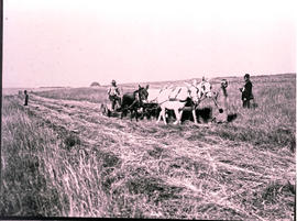 Harvesting hay with donkeys.