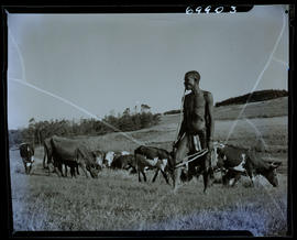 Zululand, 1961. Zulu cattle herdsman with herd.
