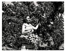 Montagu district, 1960. Woman picking fruit.