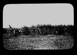 Harvesting sugar cane.