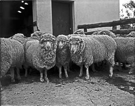 Graaff-Reinet district, 1950. Merino sheep.
