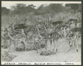Kruger National Park, 1947. Impala.