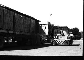 Cape Town, April 1971. Loading apples from road motor trucks.