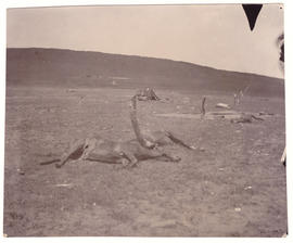 Circa 1900. Anglo-Boer War. Battle site at Elandslaagte.