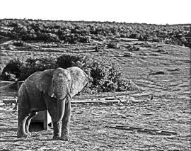 Kirkwood district, 1968. Elephant at Addo Park.