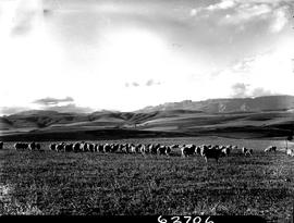Caledon district, 1954. Herd of sheep.
