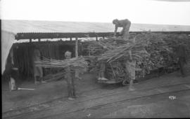Taking sugar cane from drying racks in shed and loading onto narrow gauge train.