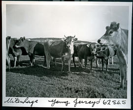 "Uitenhage district, 1954. Jersey cattle."