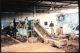 Middelburg Transvaal, April 1978. Potato processing plant. [Jan Hoek]