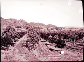 "Nelspruit district, 1926. Fruit orchard."