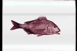 Drawings of fish species.