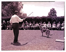 "Kimberley, 1950. Demonstration of dog training."