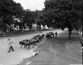 George, 1949. Span of oxen in street.