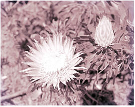 "Hermanus district, 1967. Close up of proteas."