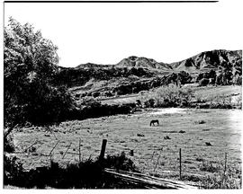 Hermanus district, 1954. Horse in field.