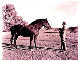 "Kimberley district, 1942. Champion horse of Mr D Potgieter."