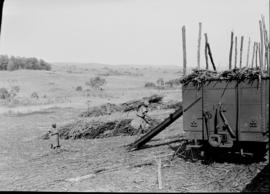 Zululand, 1935. Loading sugar cane.