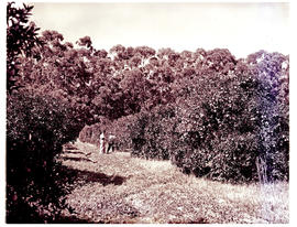 "Nelspruit district, 1954. De Kaap valley, citrus."