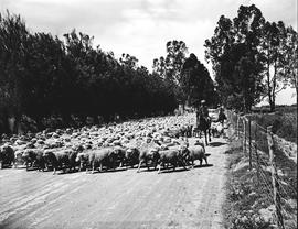 Graaff-Reinet district, 1950. Flock of sheep in road.