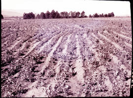 "Nelspruit district, 1926. Field of green peas."