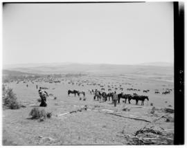 Transkei, 5 March 1947. Horses in the field.