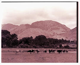 Paarl district, 1939. Cattle.