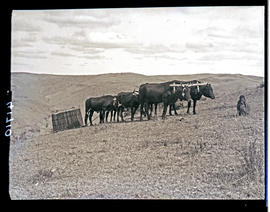 Transkei, 1932. Sled drawn by oxen.