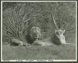 Kruger National Park, 1949. Lion and lioness.