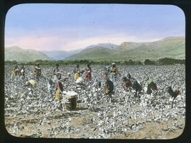 Harvesting in a cotton field.