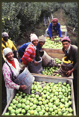 Harvesting apples.