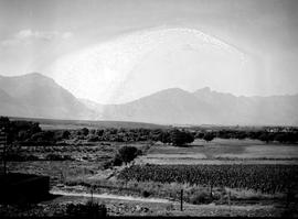 Tulbagh district, 1928. Fruit orchard and vineyard.