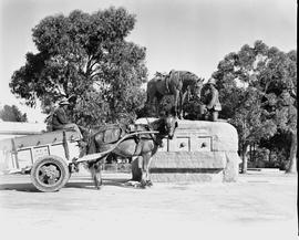 Port Elizabeth, 1943. Municipal cleansing cart at horse memorial.