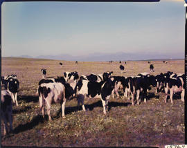 Herd of cows grazing in open veld.