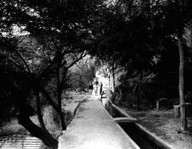 Montagu, 1947. Lovers' walk alongside irrigation ditch.
